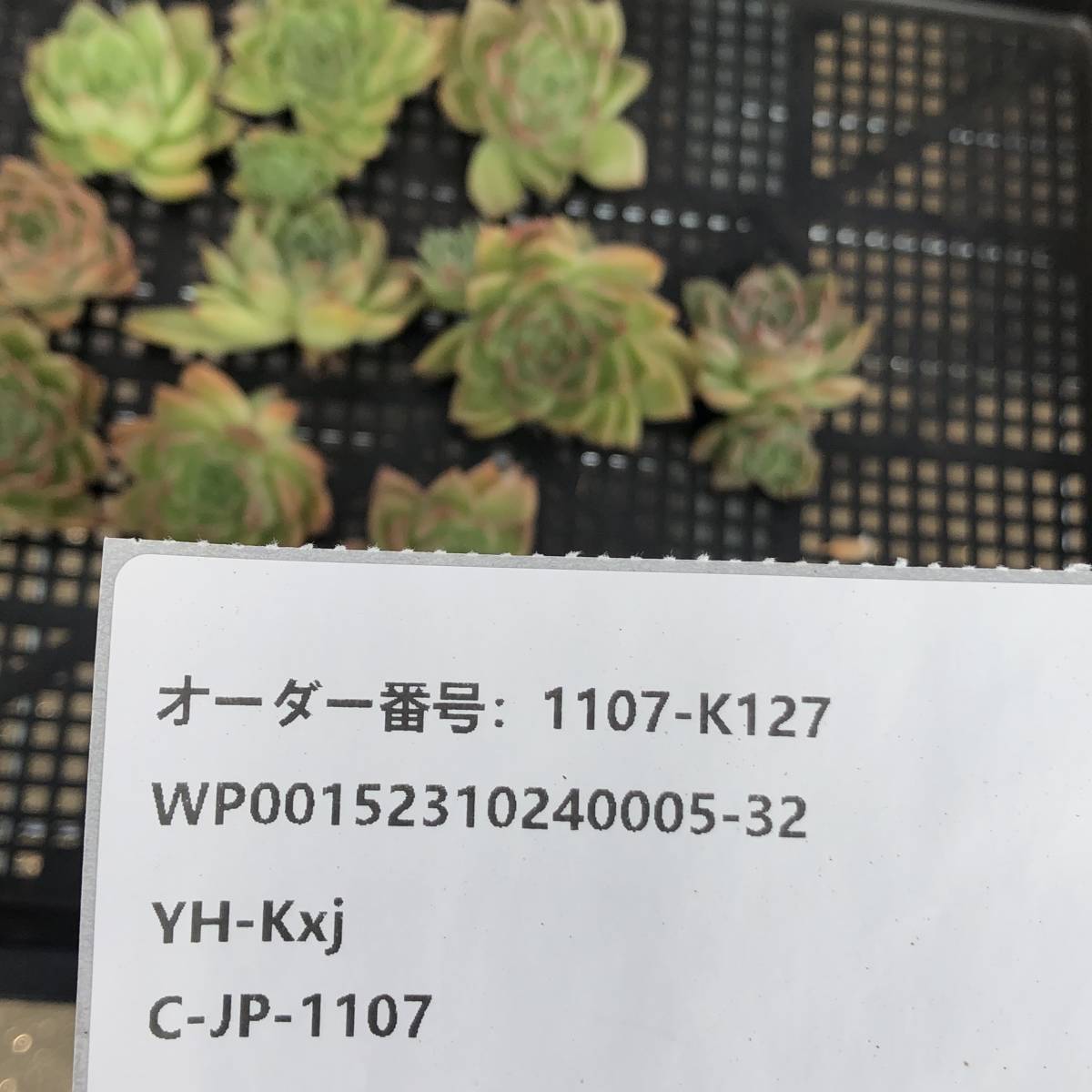 多肉植物10個 1107-K127 マルガン *送料調整　入札前に確認してください。* エケベリア カット苗 _画像3