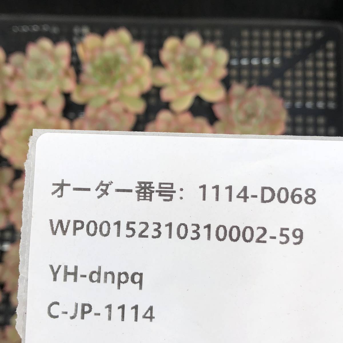 多肉植物24個 1114-D068 シュガー　ハート　クイーン *送料調整　入札前に確認してください。* エケベリア カット苗 _画像3