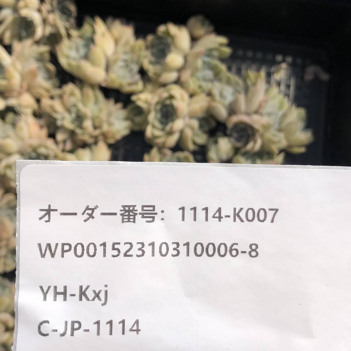 多肉植物24個 1114-K007 メアリーベル *送料調整　入札前に確認してください。* エケベリア カット苗 _画像3