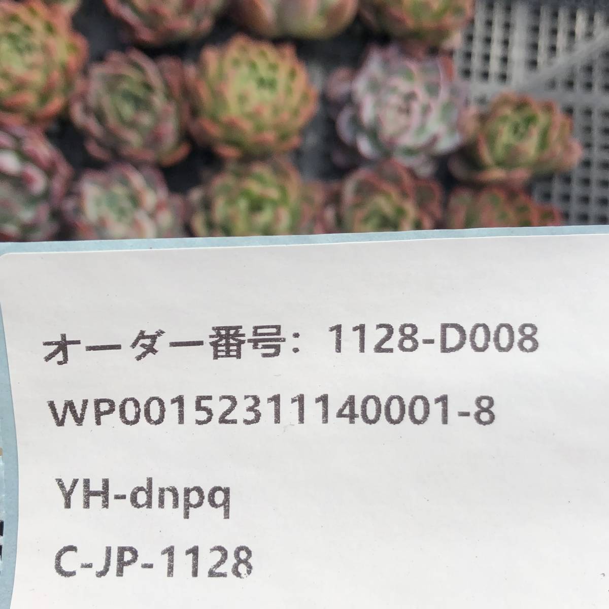 多肉植物24個 1128-D008 グリーンアピアランス エケベリア カット苗 *入札前に送料を確認してください。* _画像3