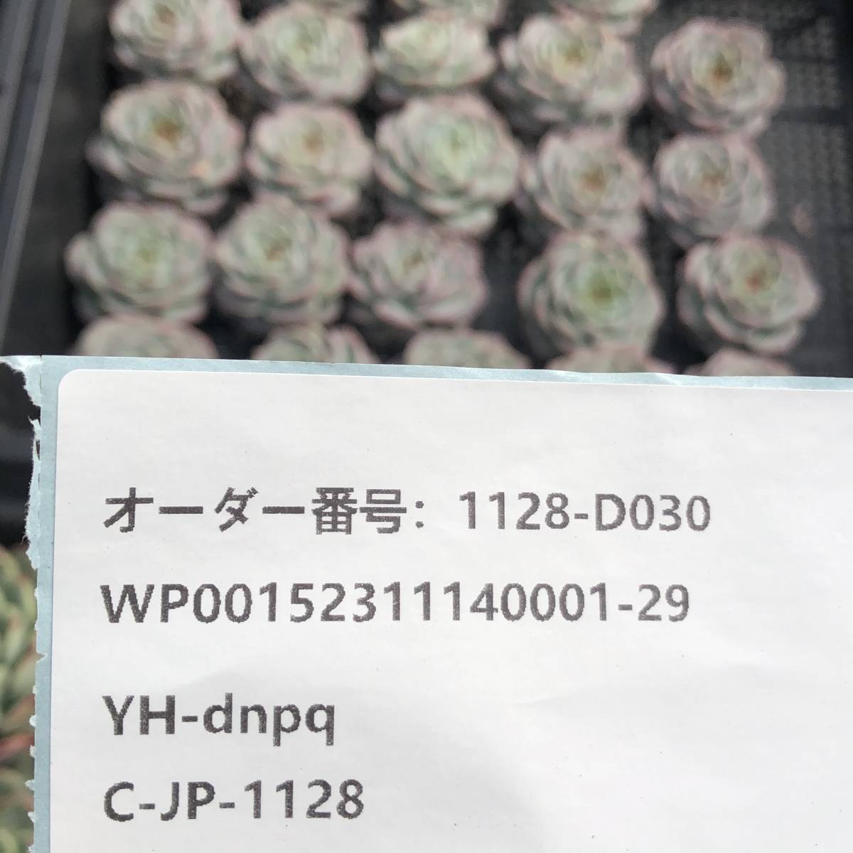 多肉植物24個 1128-D030 ピンクスワン エケベリア カット苗 *入札前に送料を確認してください。* _画像3