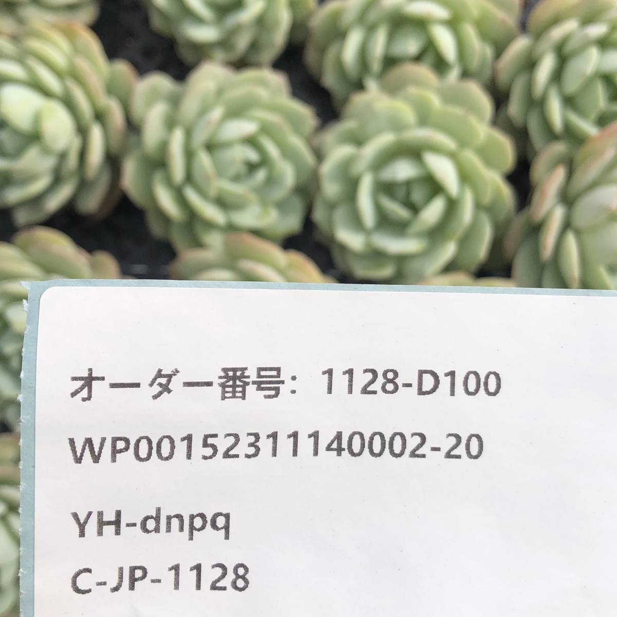 多肉植物24個 1128-D100 ラブチューン エケベリア カット苗 *入札前に送料を確認してください。* _画像3