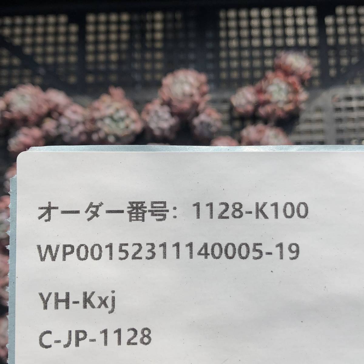 多肉植物22個 1128-K100 オリジナルアモエナ エケベリア カット苗 *入札前に送料を確認してください。* _画像3