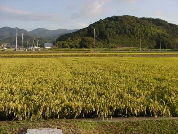  prompt decision agriculture house direct delivery . peace 5 year Hyogo prefecture production new rice Koshihikari brown rice 30kg