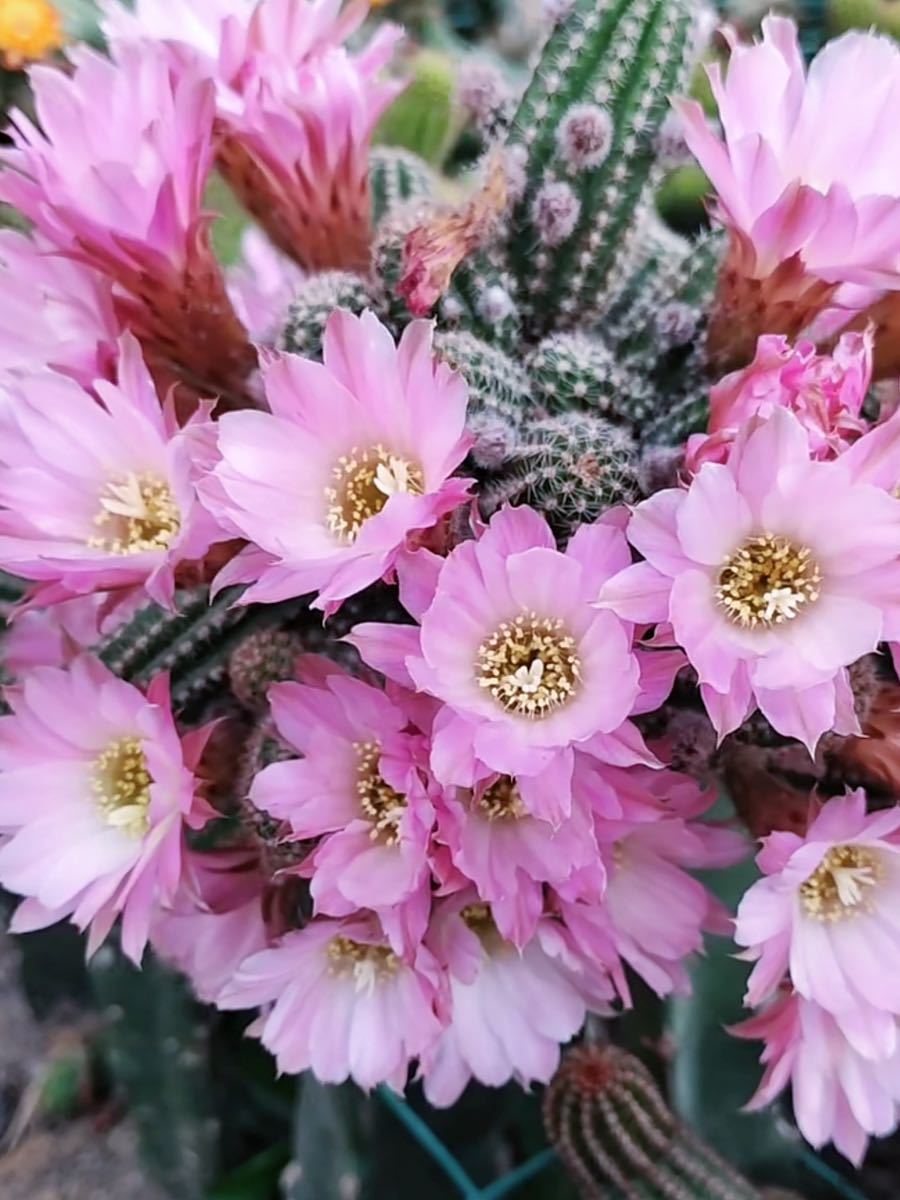 Yahoo!オークション - 多肉植物 花サボテン 白檀 リンカーン Yahoo!オークション - 多肉植物 花サボテン 白檀 リンカーン