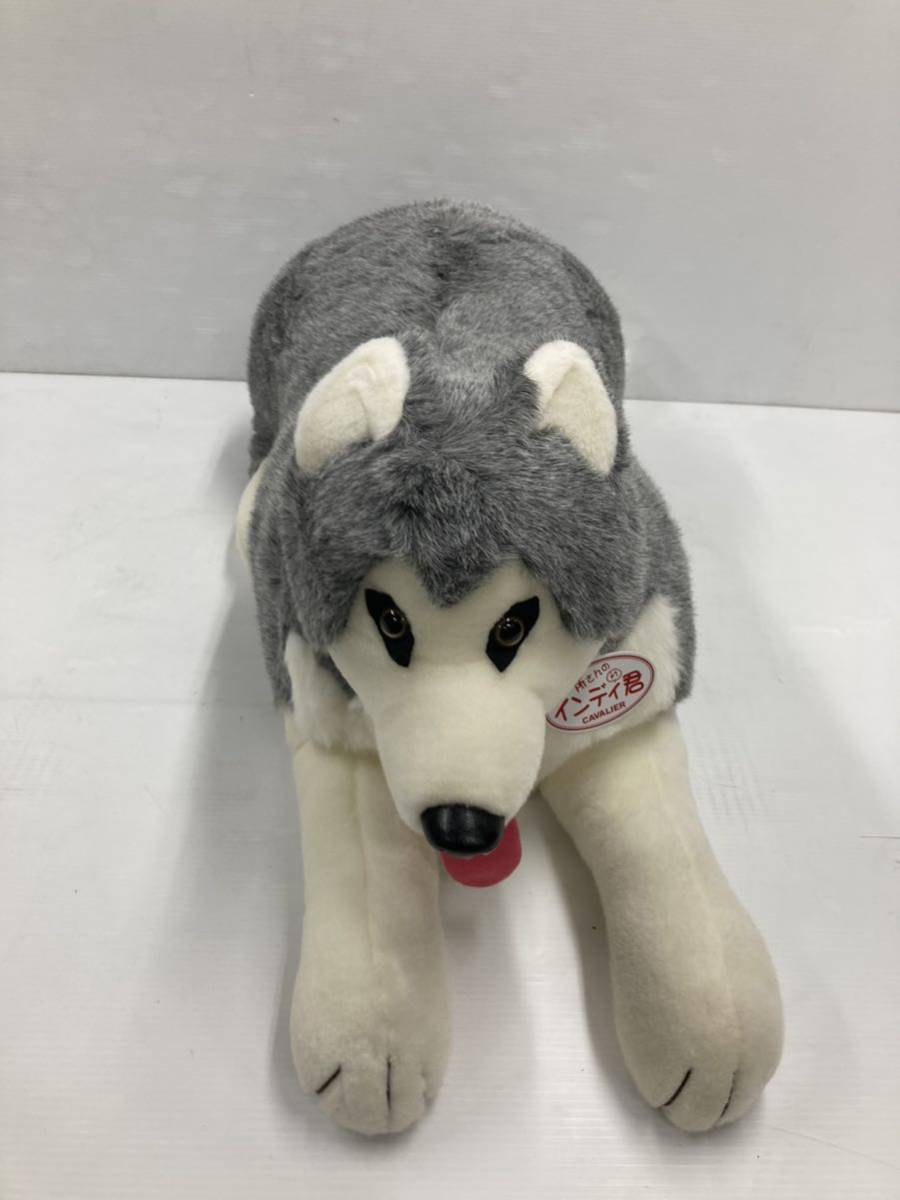 所さんのインディ君　所ジョージ　シベリアンハスキー犬　ぬいぐるみ　非売品　キャバリエ_画像3