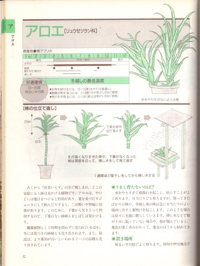 本　図解 観葉植物８０ 育て方のコツ　平城好明 著　状態良　_画像7