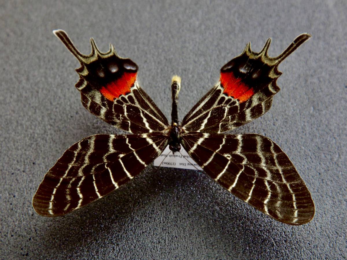 ■外国産蝶標本　 ブータンシボリアゲハ A-♂　NE india 産 　野外採集品_画像4