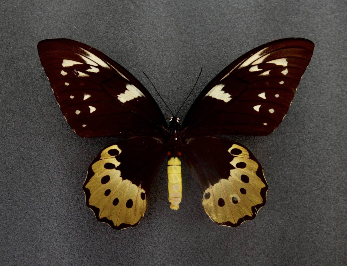 ■外国産蝶標本　 ゴライアストリバネアゲハ・supremus　 A-♀　P.N.G　野外採集品