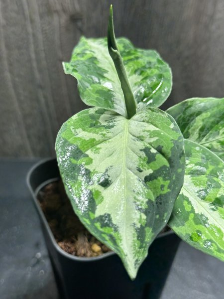 ゑ.21 Aglaonema Pictum tricolor / アグラオネマ ピクタム トリカラー　常温常湿管_画像2