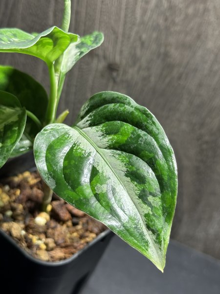 ゑ.20 Aglaonema Pictum tricolor / アグラオネマ ピクタム トリカラー　常温常湿管_画像4