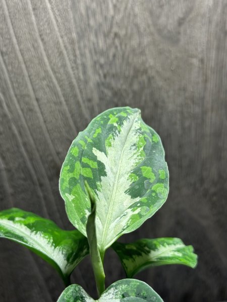 ゑ.20 Aglaonema Pictum tricolor / アグラオネマ ピクタム トリカラー　常温常湿管_画像3