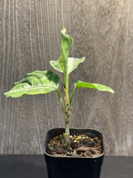 ゑ.12 Aglaonema Pictum tricolor / アグラオネマ ピクタム トリカラー　常温常湿管_画像5