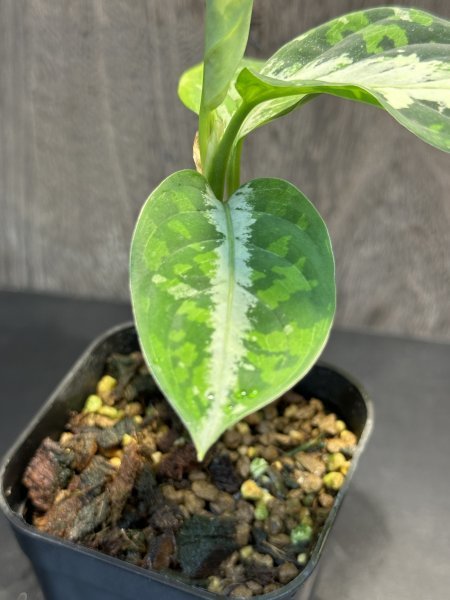 ゑ.12 Aglaonema Pictum tricolor / アグラオネマ ピクタム トリカラー　常温常湿管_画像4