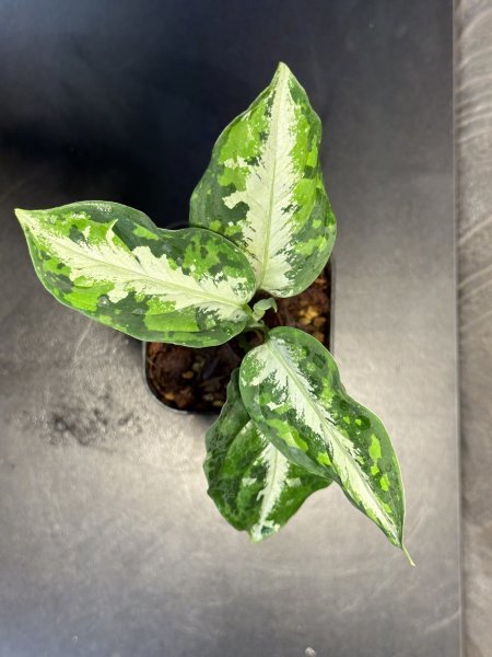 ゑ.10 Aglaonema Pictum tricolor / アグラオネマ ピクタム トリカラー　常温常湿管_画像3