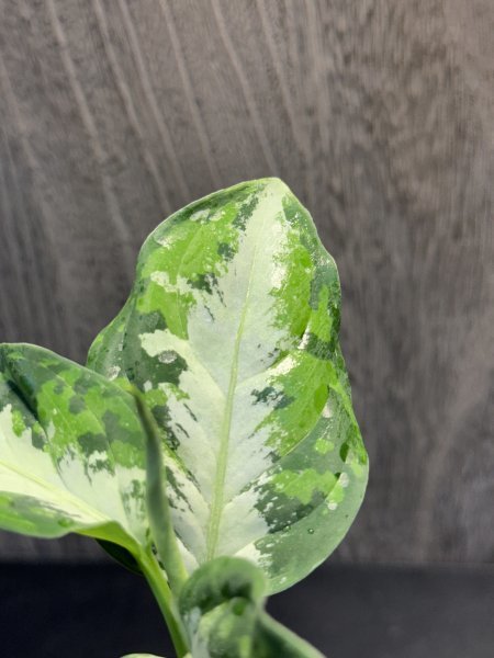 ゑ.10 Aglaonema Pictum tricolor / アグラオネマ ピクタム トリカラー　常温常湿管_画像2