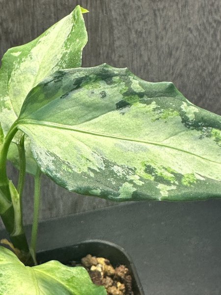 ゑ.6 Aglaonema Pictum ‘白戦車‘ 【AZ0514-2】 / アグラオネマ ピクタム 常温常湿管理_画像4