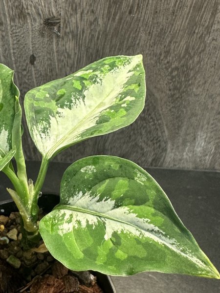 ゑ.4 Aglaonema Pictum tricolor / アグラオネマ ピクタム トリカラー　常温常湿管理_画像3