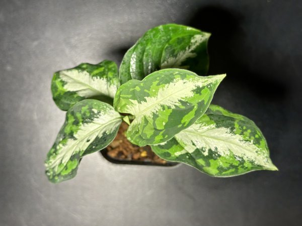 ゑ.18 Aglaonema Pictum tricolor / アグラオネマ ピクタム トリカラー　常温常湿管_画像1