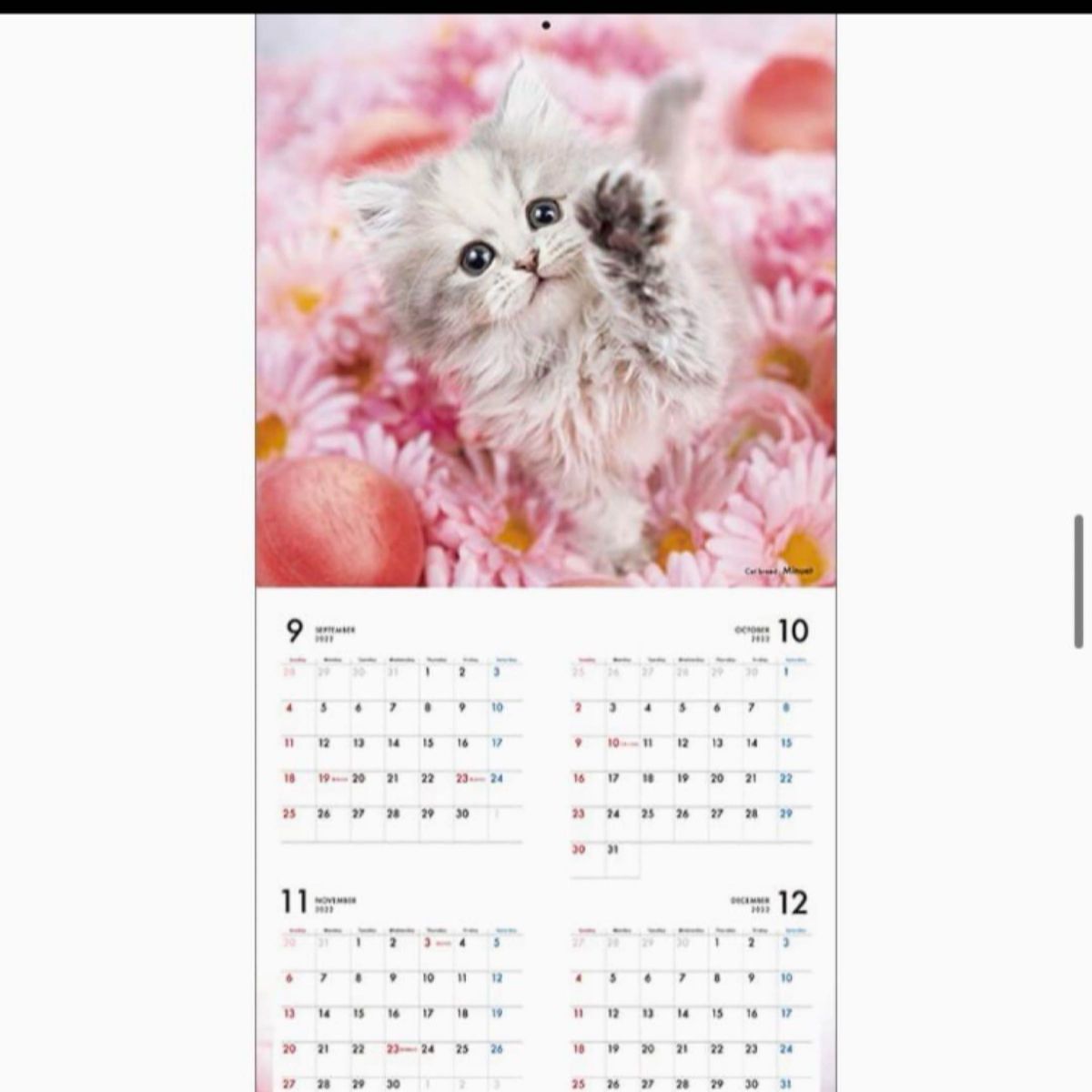 売り尽くし！　新品　未開封　カレンダー マイペット 子猫 壁掛け 猫 壁掛け　キャット　マニア  猫　可愛い　2023年