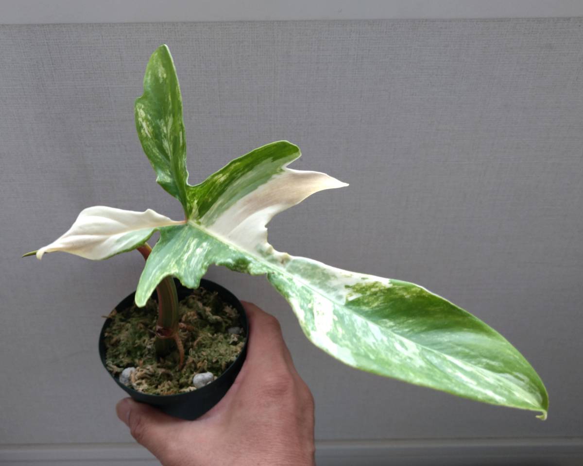 【観葉植物】 フィロデンドロン フロリダ ビューティー　（特上斑）　3号スリット鉢入り_綺麗な斑入り葉です