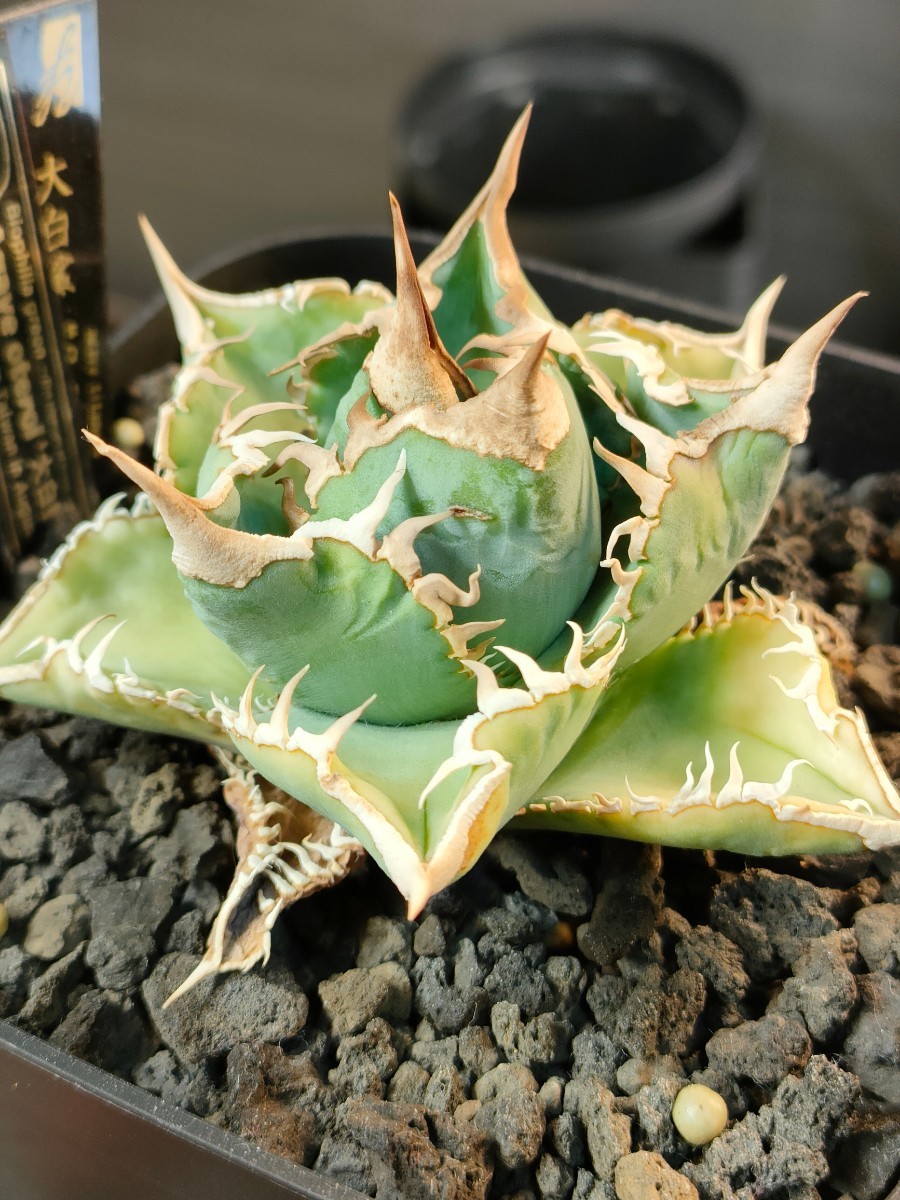hiiro】稀少 アガベ 大白鯊 子株 agave titanota(検 チタノタ