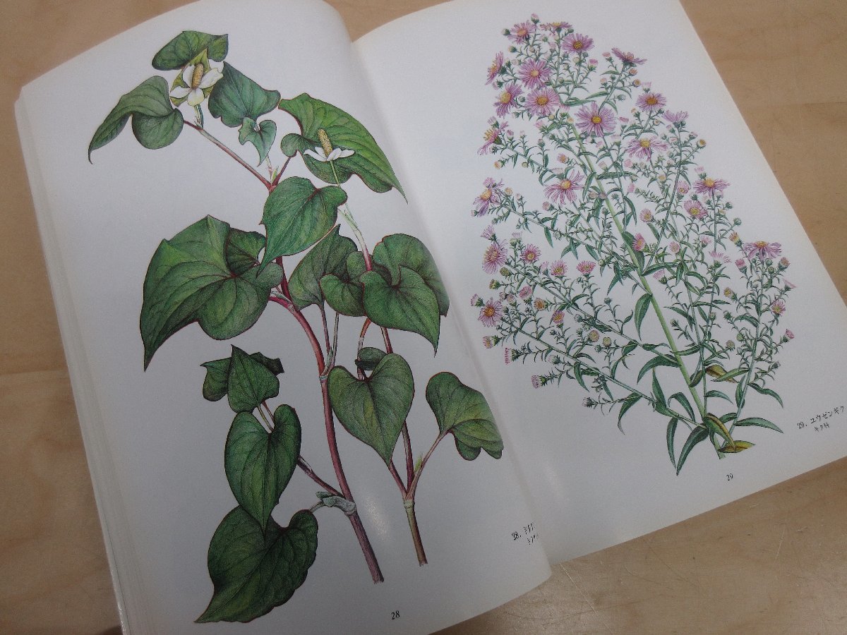 ◇A6508 書籍「碓井廣重植物画集」1991年 北海道植物画協会 森の家 作品集 草木 花 スケッチ デッサン 水彩画 参考_画像7