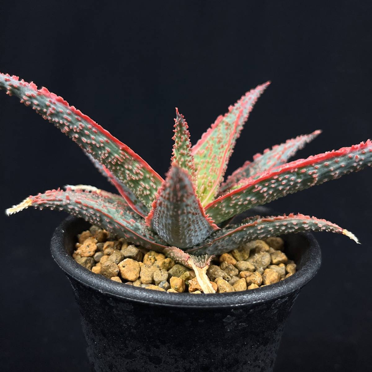 《PW》アロエ“Aloe hyb.[DW-6]”多肉植物_画像4