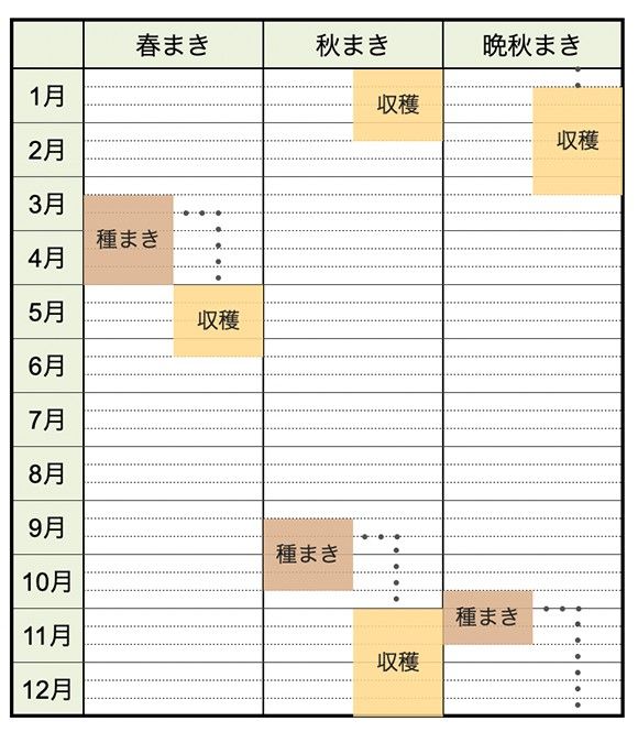 無農薬！ホウレンソウの種　100粒