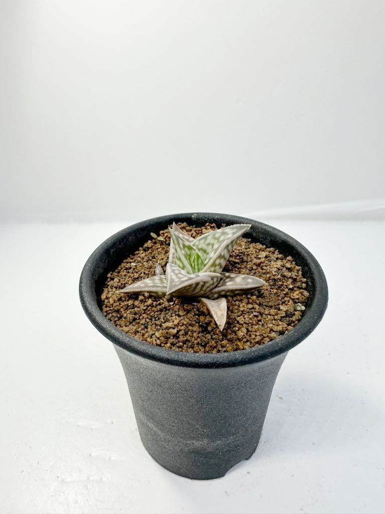 アロエ スラデニアナ Aloe sladeniana アフリカ原産 抜き苗は送料込 小型アロエ 美種　多肉植物_画像3