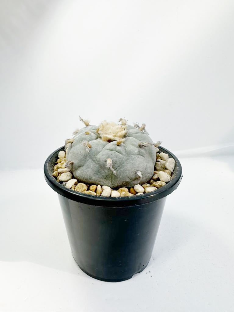 ロフォフォラ 大疣銀冠玉 実生 青白肌 選抜株 開花球 Lophophora williamsii var.decipiens メキシコ原産 送料無料 特大塊根_画像5