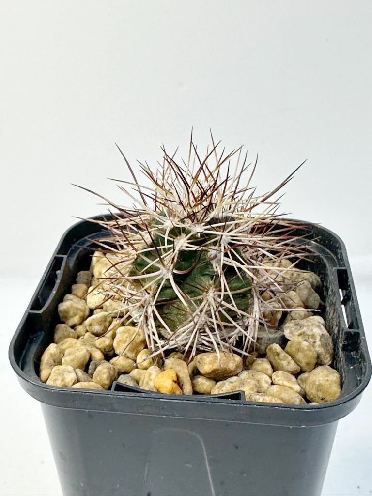 エキノケレウス 青花蝦 変種 ダビジー Echinocereus viridiflorus var davisii 実生株 抜き苗は送料込 美花 美棘 赤刺_画像1