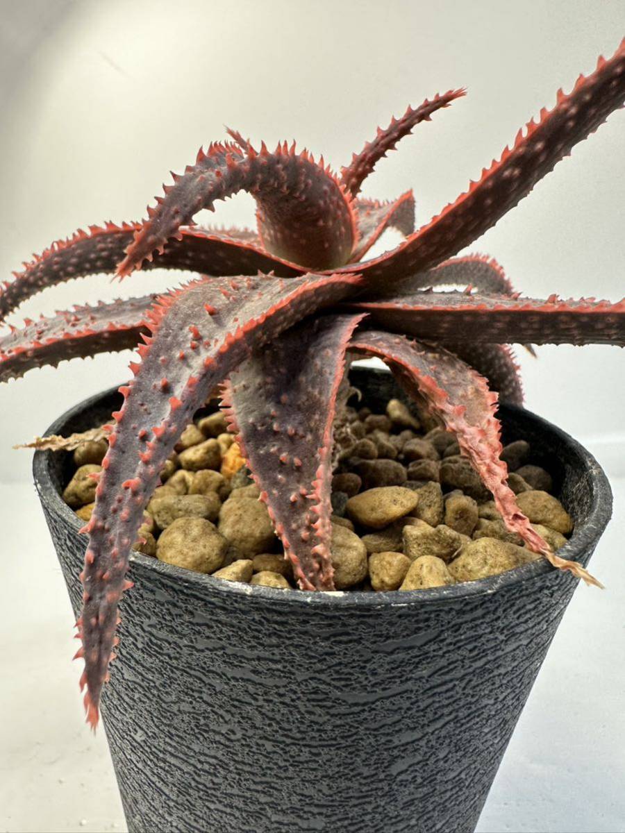 アロエ クリスマスキャロル Aloe 'Christmas Carol'アロエ交配美種 抜き苗は送料込◎赤 多肉植物 開花株 幹立ち株 美種の画像7