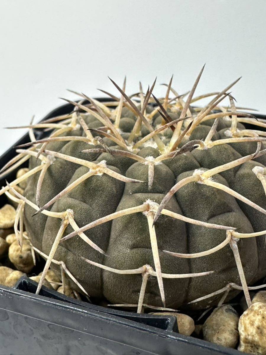 ギムノカリキウム バリスピナム 武勲丸 Gymnocalycium ochoterenae 南米原産 抜き苗送料無料 実生選抜株　黒肌　南米サボテン　強刺_画像1