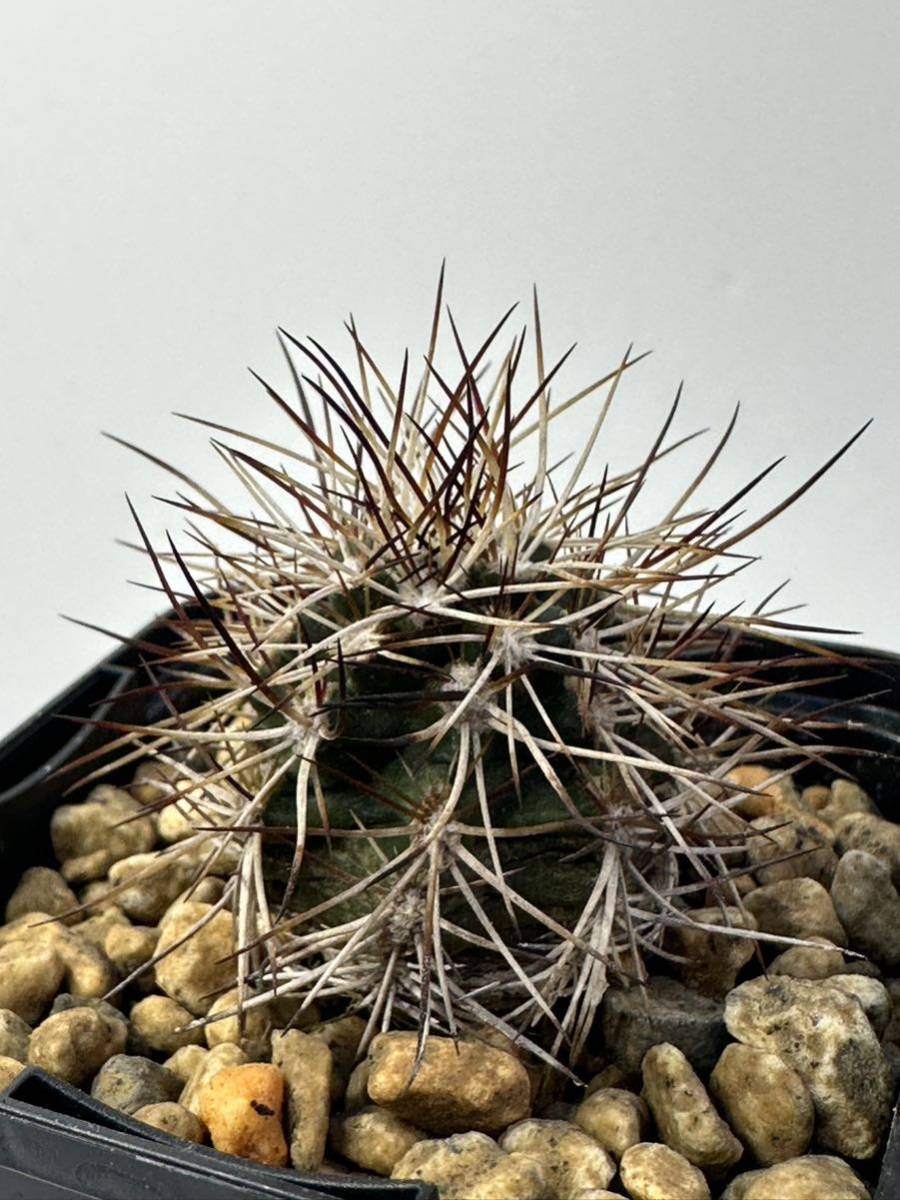 エキノケレウス 青花蝦 変種 ダビジー Echinocereus viridiflorus var davisii 実生株 抜き苗は送料込 美花 美棘 赤刺_画像4