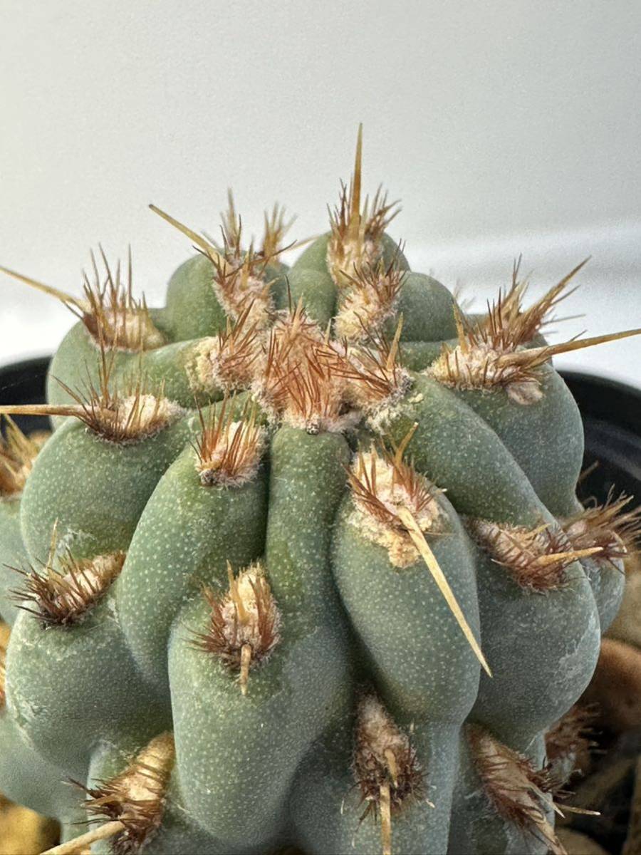 ミクエリオプンチア ミクエリー Miqueliopuntia miquelii メキシコ原産 カキコ発根株 抜き苗送料無料 検オプンチア 青白肌 美種　サボテン_画像9