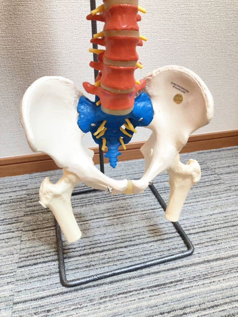 monolife 肩甲骨 肩関節 鎖骨 模型 モデル 人体 骨格模型 標本 靭帯