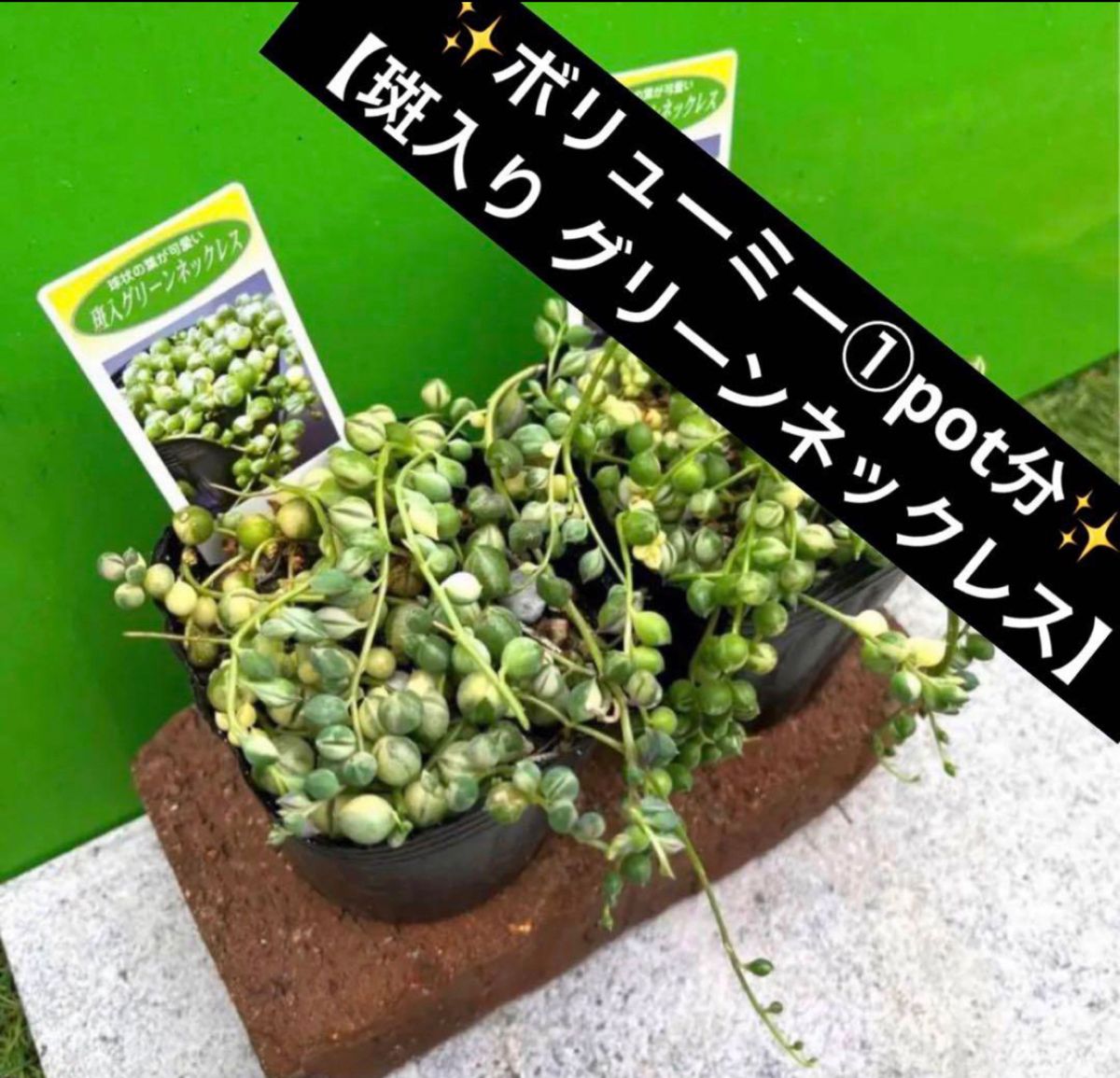 ★斑入りグリーンネックレス①pot分★ 多肉植物