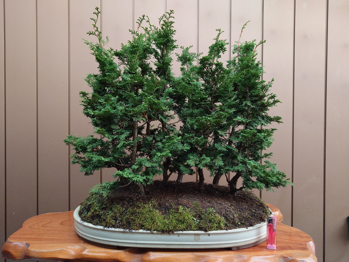  bonsai Tsu mountain hinoki cypress height of tree 56cm