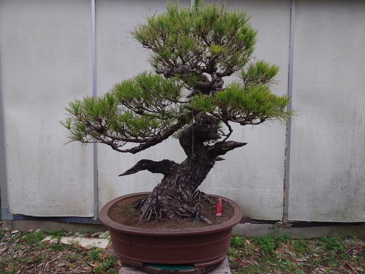 * pickup limitation * bonsai Shinshu red pine height of tree 95cm