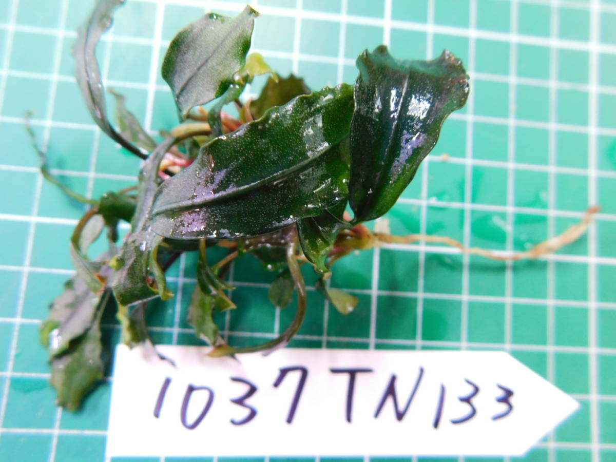 ◎1037TN133　（自家栽培）水草　ブセファランドラ　Bucephalandra sp. Red Tropica社_画像2