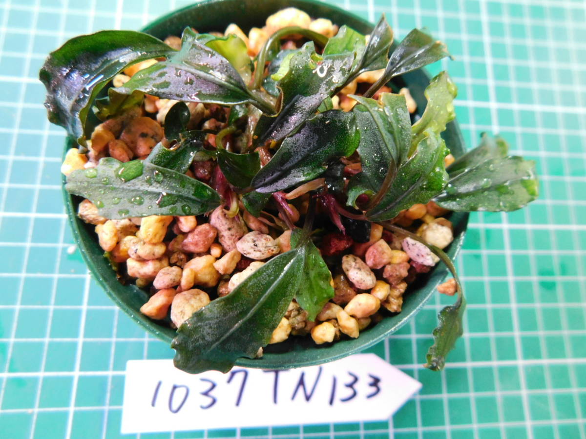 ◎1037TN133　（自家栽培）水草　ブセファランドラ　Bucephalandra sp. Red Tropica社_画像3