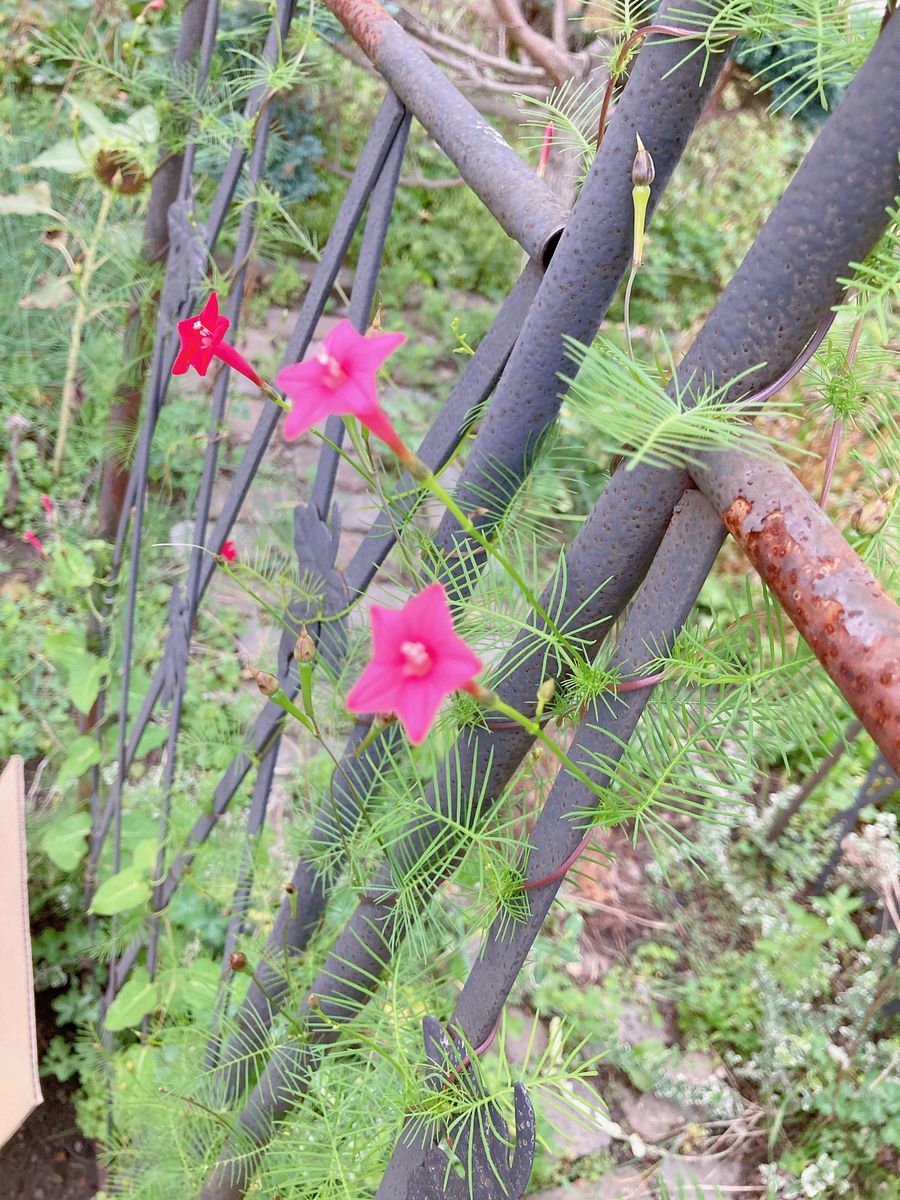 ミックスフラワー 花の種