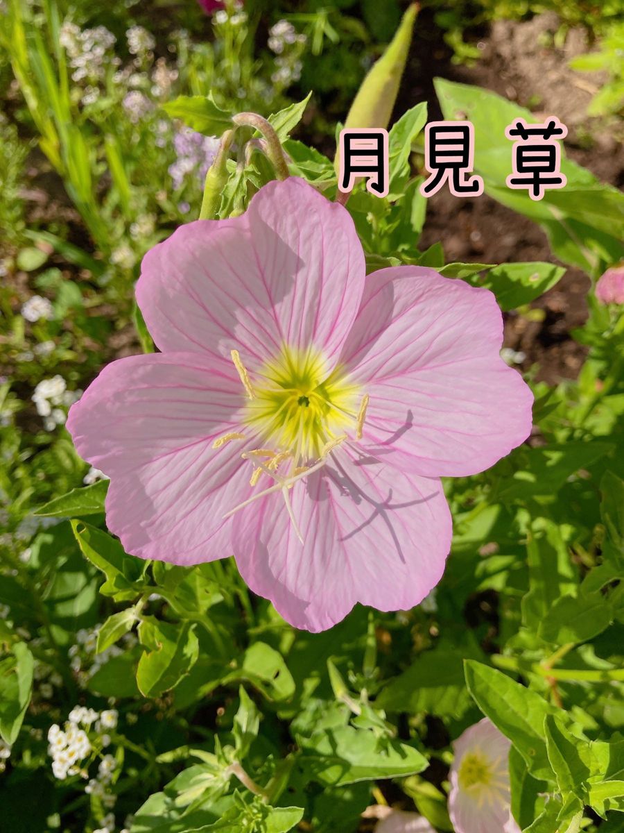 ミックスフラワー 花の種