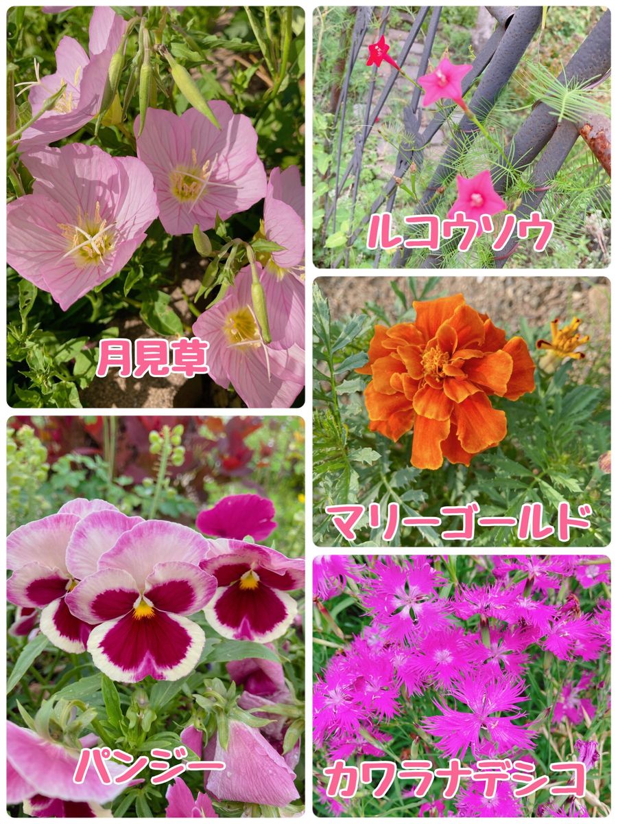 ミックスフラワー 花の種