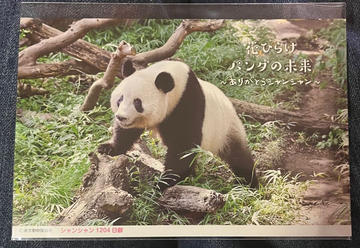 1204日齢　ありがとうシャンシャンポストカード　上野動物園　ジャイアントパンダ シャンシャン