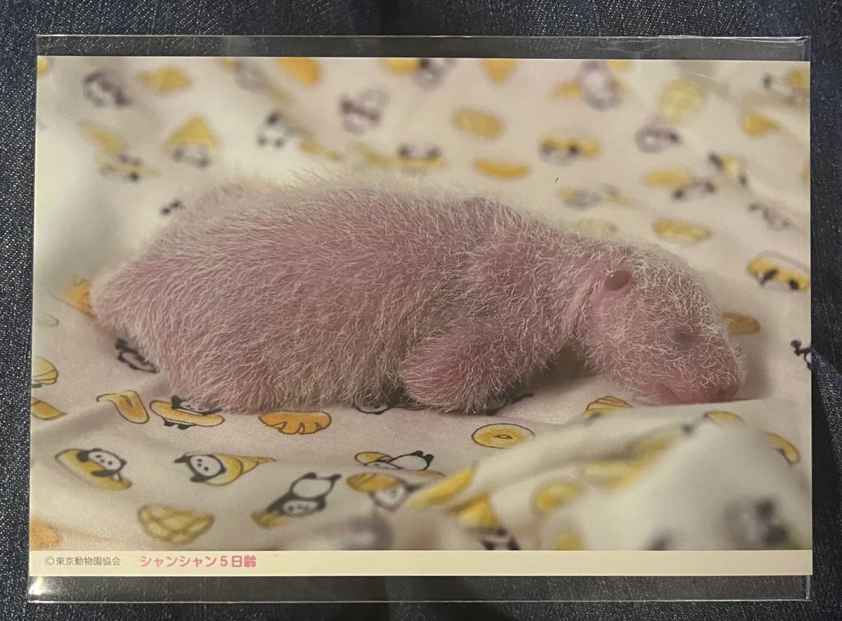 5日齢　ありがとうシャンシャンポストカード　上野動物園　ジャイアントパンダ シャンシャン
