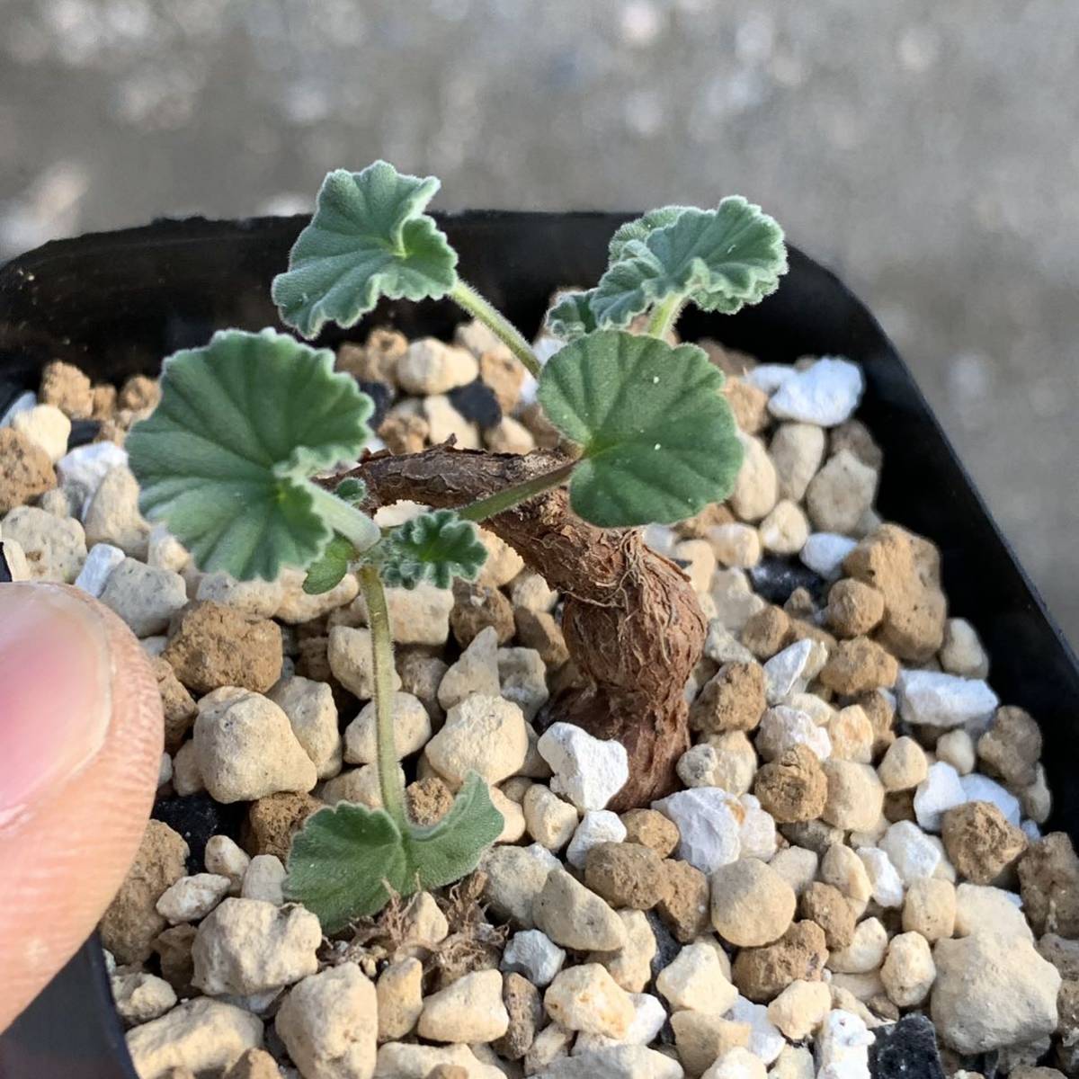 Pelargonium sidoides ペラルゴニウム シドイデス 根挿し（多肉植物 観葉植物 塊根植物 コーデックス ）_画像4