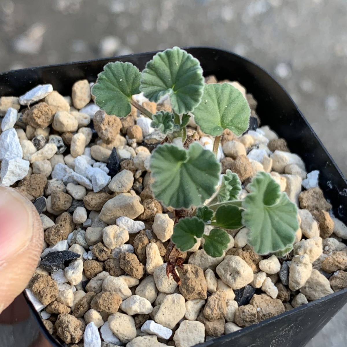 Pelargonium sidoides ペラルゴニウム シドイデス 根挿し（多肉植物 観葉植物 塊根植物 コーデックス ）_画像3