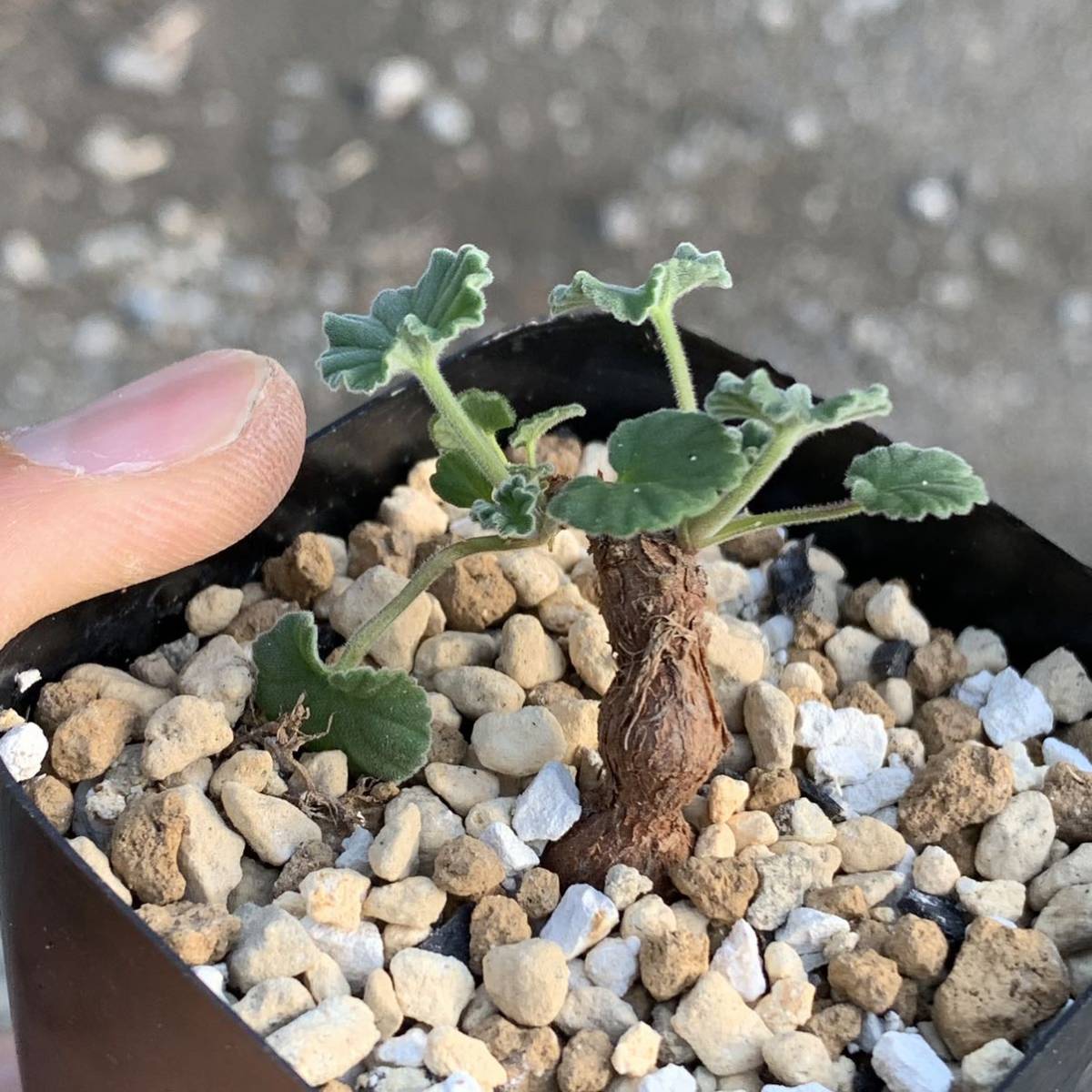 Pelargonium sidoides ペラルゴニウム シドイデス 根挿し（多肉植物 観葉植物 塊根植物 コーデックス ）_画像2